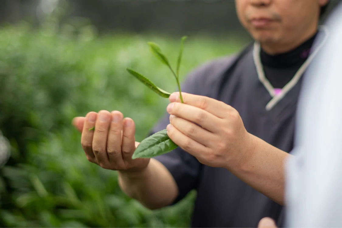 Then And Now Ceremonial Matcha 今昔 - Image 6